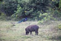 Pfau und Wildschwein im Yala-Nationalpark
